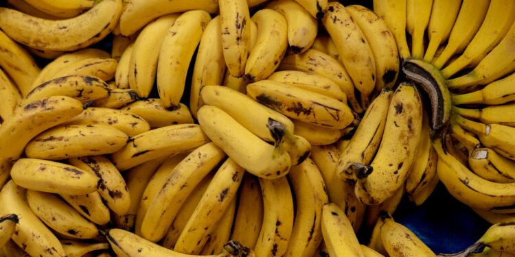 A banana que tem na sua casa pode desaparecer, alertam cientistas