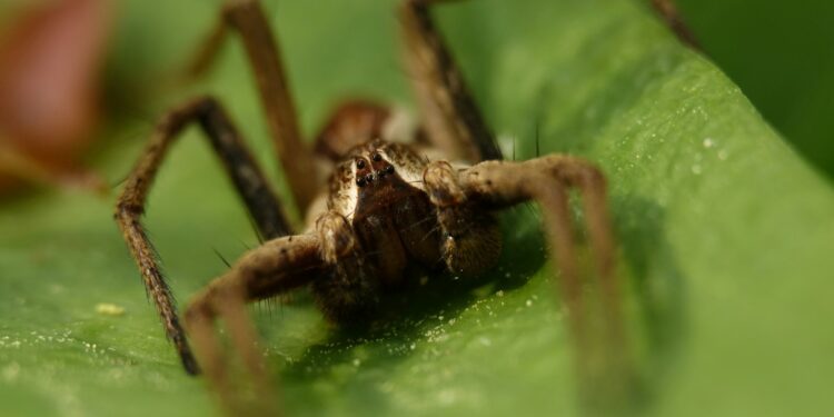 Aranha com veneno fatal vive no Brasil e pode estar escondida dentro da sua casa agora