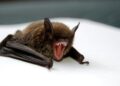 Autoridades emitem alerta após casos de doença transmitida por morcegos no Brasil