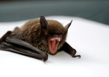 Autoridades emitem alerta após casos de doença transmitida por morcegos no Brasil