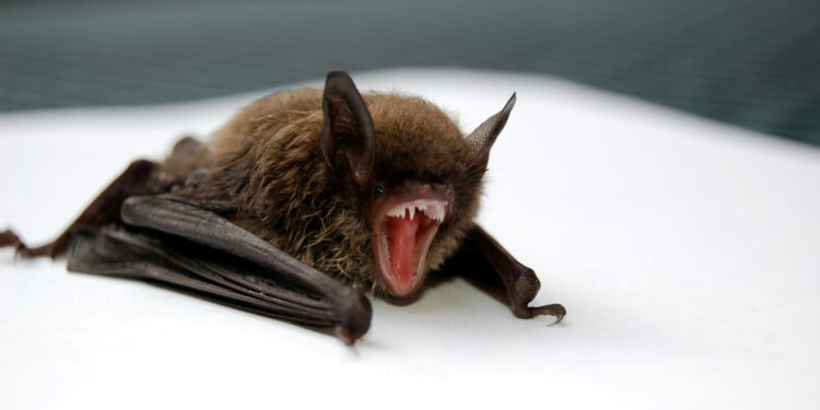 Autoridades emitem alerta após casos de doença transmitida por morcegos no Brasil