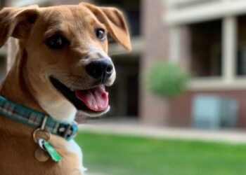 É oficial: ter um pet sem identificação pode resultar em multas de mais de R$ 290.000 neste país