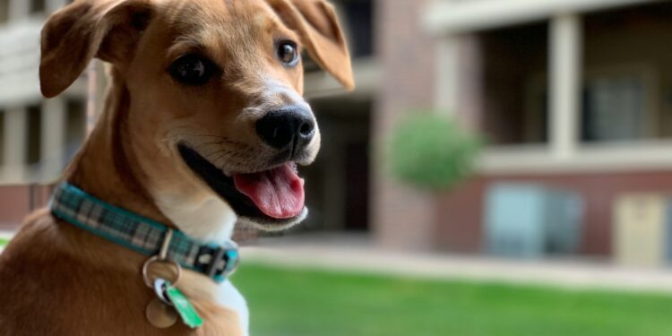 É oficial: ter um pet sem identificação pode resultar em multas de mais de R$ 290.000 neste país