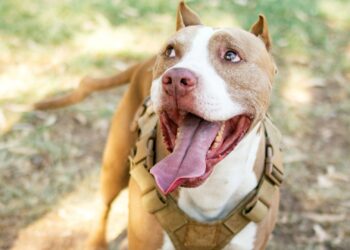 Entra em vigor a cobrança de licença para donos de pitbulls e raças potencialmente perigosas, em toda essa região