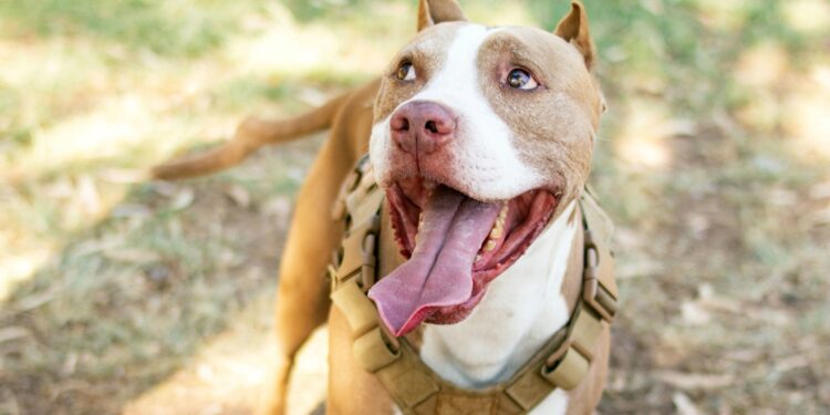 Entra em vigor a cobrança de licença para donos de pitbulls e raças potencialmente perigosas, em toda essa região