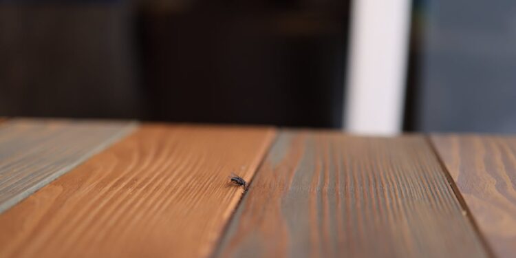 Se você vê moscas pequenas perto das suas frutas, não as ignore: o que significa e como evitá-las