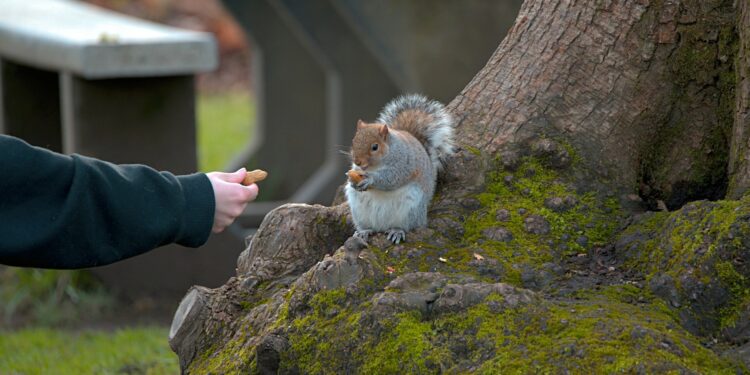 Por decisão do Governo, pessoas que alimentarem animais em espaços públicos serão punidas neste país