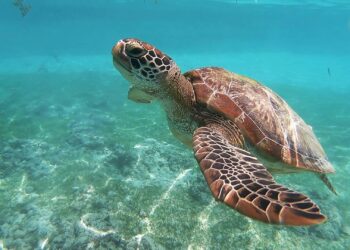 Tartarugas marinhas podem viver por quase 100 anos e a forma que elas sobrevivem impressiona
