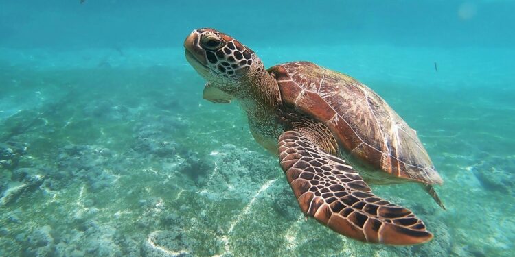 Tartarugas marinhas podem viver por quase 100 anos e a forma que elas sobrevivem impressiona
