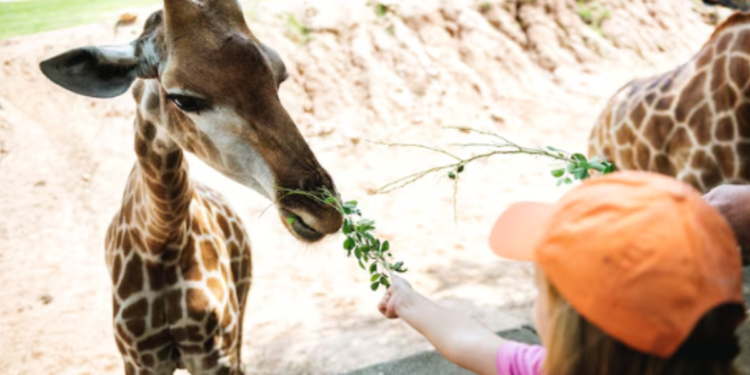 Maior zoológico do Brasil agora será totalmente gratuito para mulheres que são mães