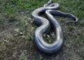 Grande cobra