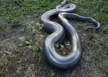 Grande cobra