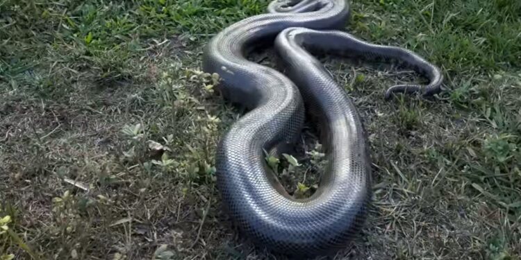Grande cobra
