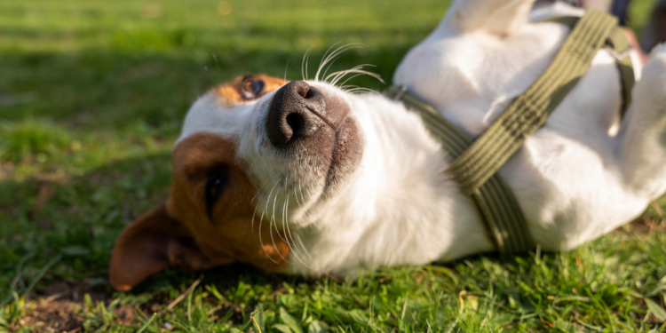 Vaga de luxo na Europa oferece salário de R$ 400 mil e moradia em mansão para quem gosta de cachorro