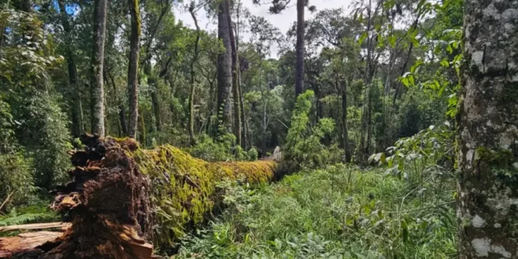 Árvore gigante de 44 metros, considerada a quarta maior araucária do Brasil, cai em SC