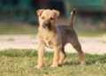 O que significa quando o seu cachorro abana o rabo ao ouvir a sua voz, segundo a ciência