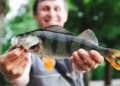 Confirmado: peixes serão distribuídos de graça para brasileiros no dia 27/06