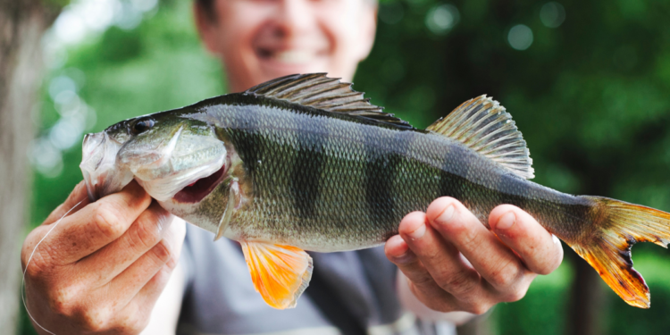 Confirmado: peixes serão distribuídos de graça para brasileiros no dia 27/06