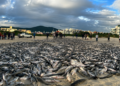 Famosa praia de Santa Catarina registra pesca histórica com mais de 20 mil peixes e 90 pescadores