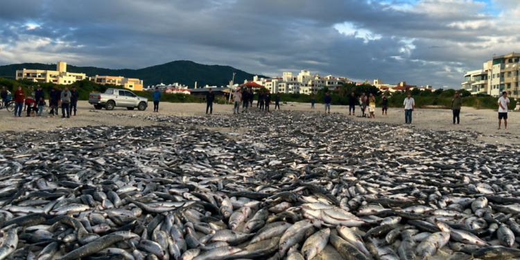 Famosa praia de Santa Catarina registra pesca histórica com mais de 20 mil peixes e 90 pescadores