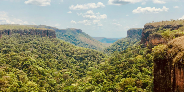 “Monstro” de quase 7 metros é flagrado vivendo em floresta brasileira