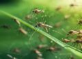 O por que não deveríamos desejar viver em um mundo sem mosquitos