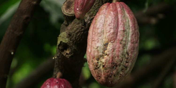 Preço do chocolate pode subir no Brasil após alerta envolvendo o cacau