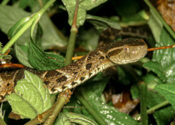 A cobra mais perigosa do Brasil passa de 1 metro e pode estar escondida dentro da sua casa