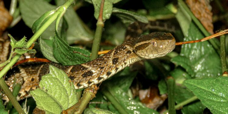 A cobra mais perigosa do Brasil passa de 1 metro e pode estar escondida dentro da sua casa