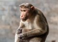 Risada do macaco pode revelar uma das maiores evoluções da espécie humana