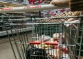 Brasileiros no CadÚnico até 10/04 poderão ganhar “compras do mercado” de graça entre 01/07 e 15/07